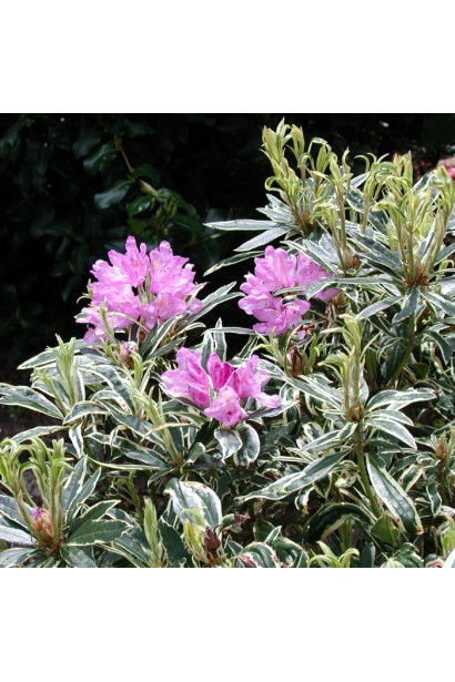 Рододендрон понтійський Варієгатум